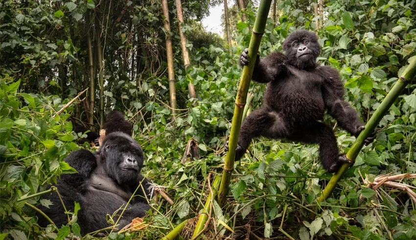 Observer-des-gorilles-en-Afrique